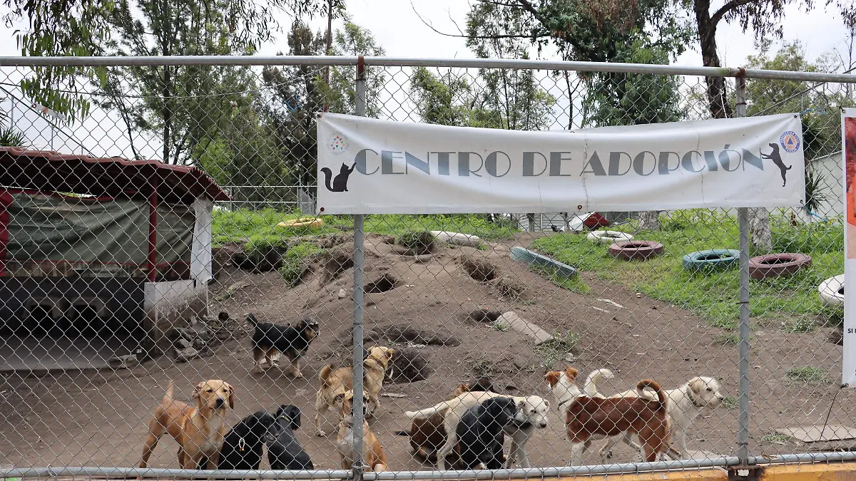 Centro de adopción CEDA (2)